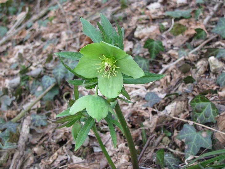 Helleborus viridis